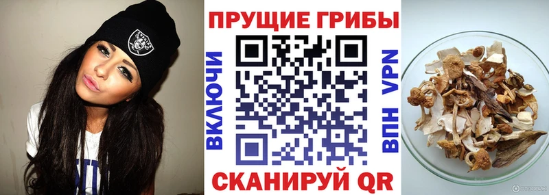 цены наркотик Минусинск Псилоцибиновые грибы GOLDEN TEACHER
